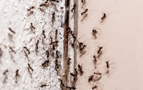 ant infestation