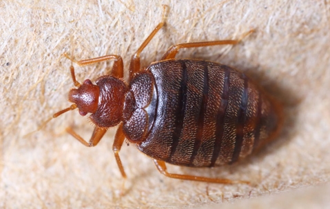 close up of a bed bug
