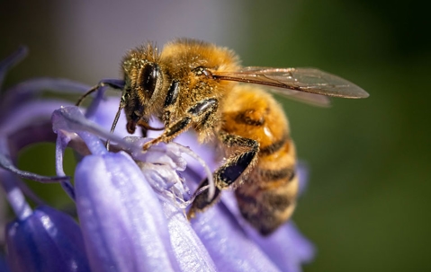 bee on a purple flower covered in pollen