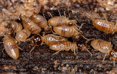close up of termites