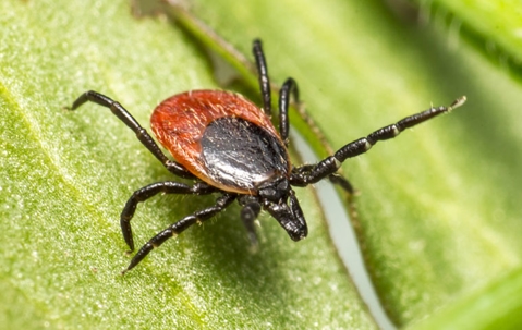 close up of a tick