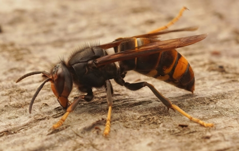 wasp on a wood surface