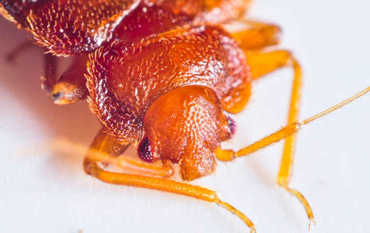 Bed Bug Closeup