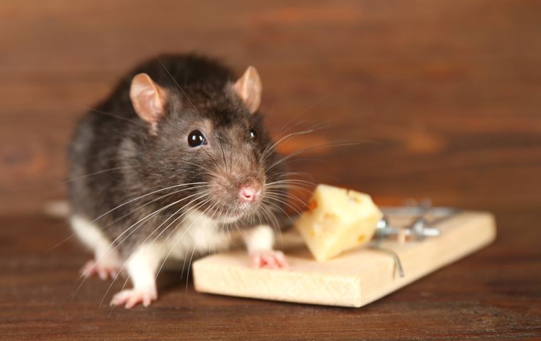 Rat