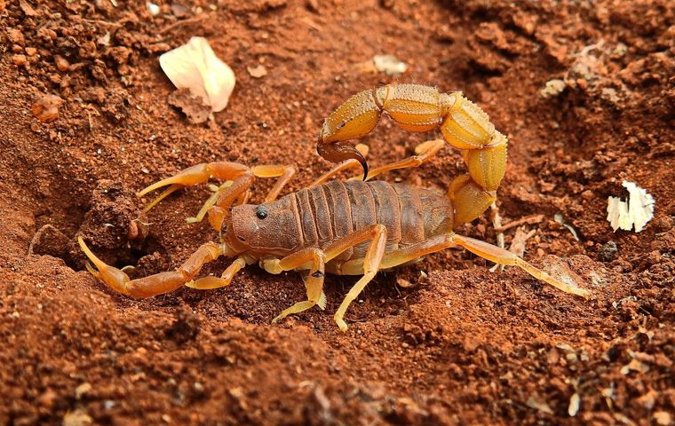 Scorpion