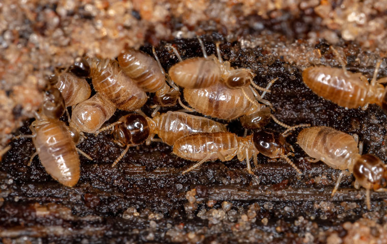 Termites 